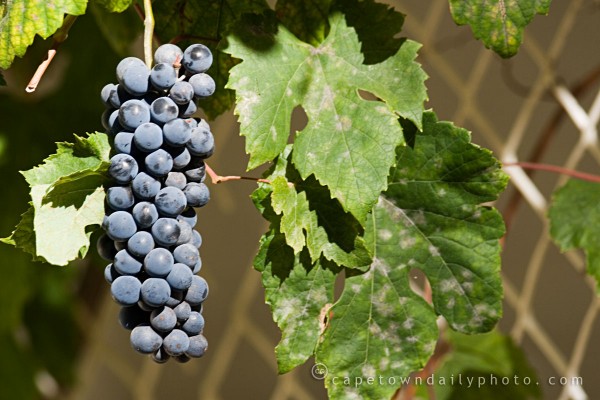 Last grapes of the season