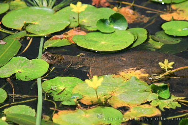 Turtle among the lilies