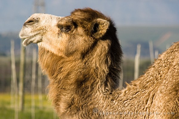 Camel in the Cape