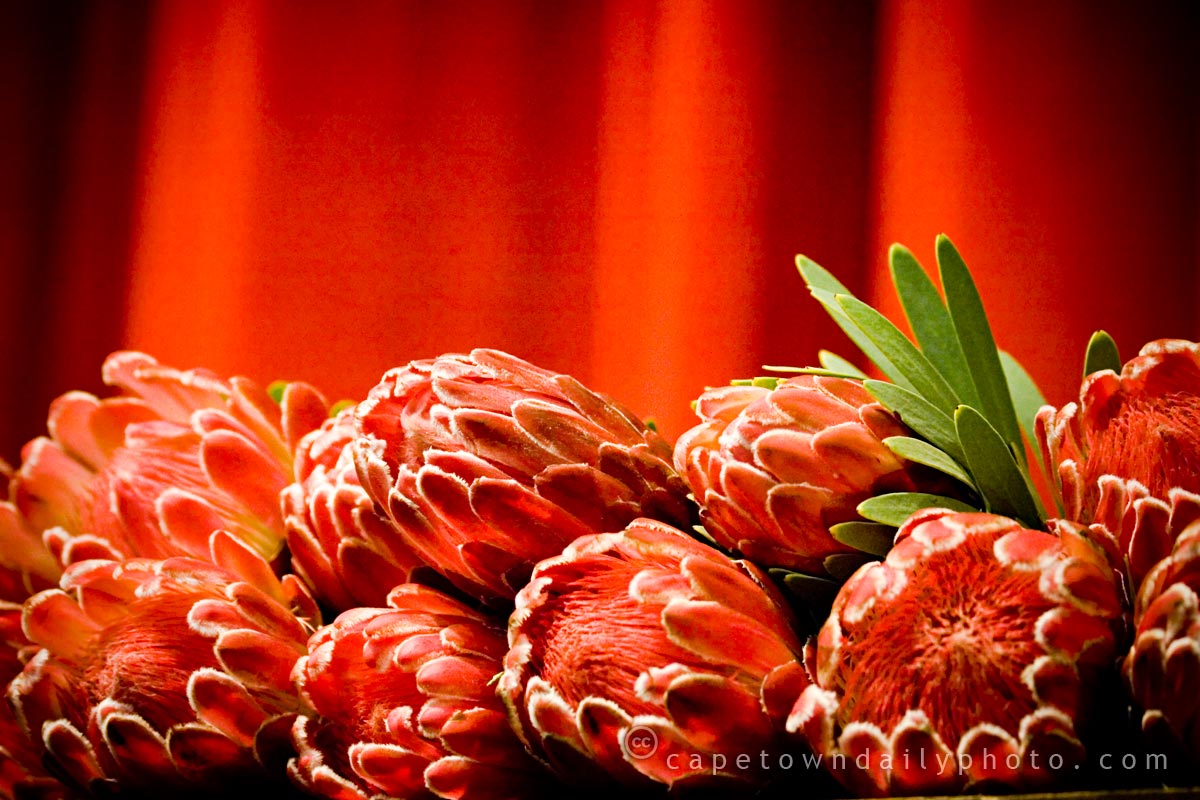 Orange and red proteas