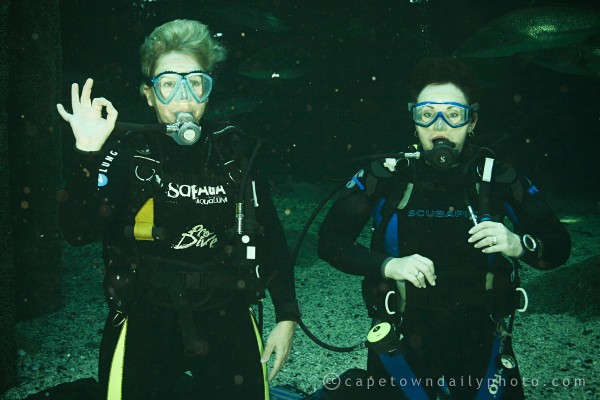 Diving in a Shark Tank