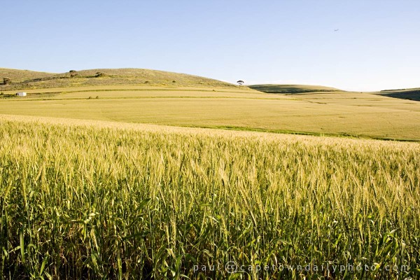 Fields of Wheat