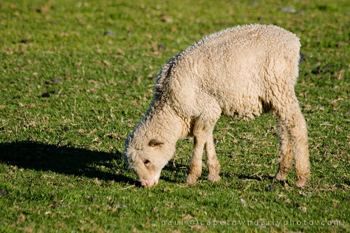 Lambie lamb