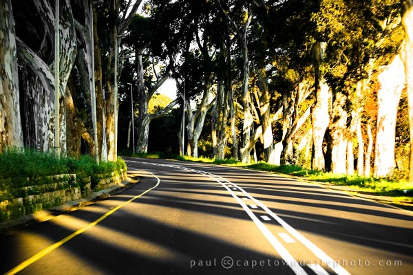 Roads and Trees