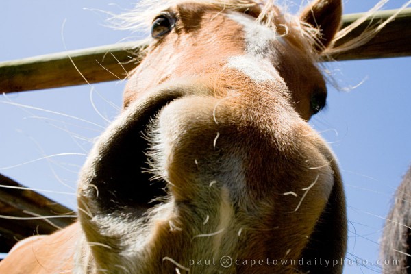 Really big horse face