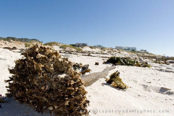 Seaweed on the beach