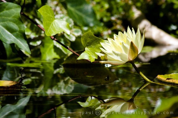 Water Lily