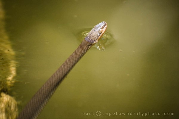 Lycodonomorphus rufulus