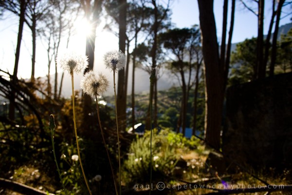 Hairy Fleabane