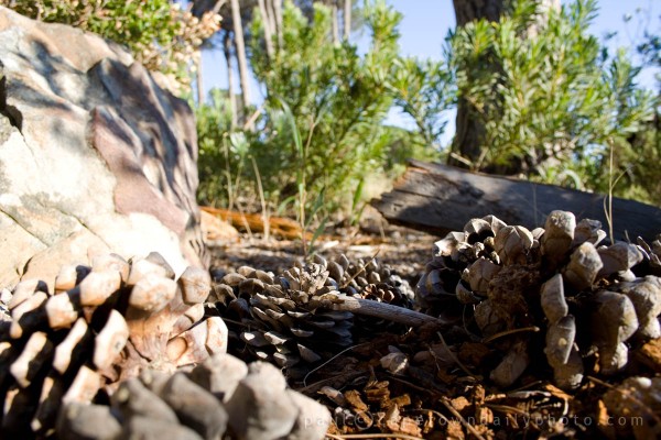 Pine Cones