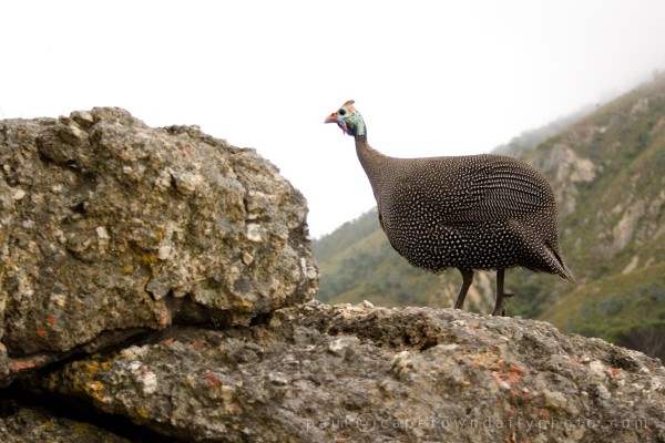 Guinea Fowl
