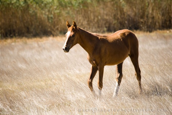 A not-so-big brown horse