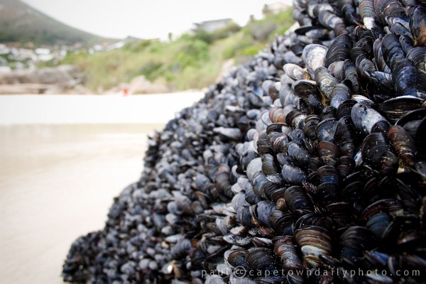 Mussles of the sea