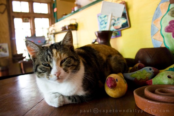 A lion in her own right