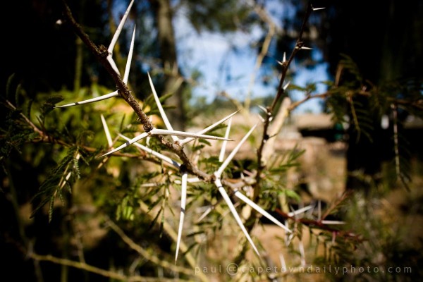 Fever Thorn Tree