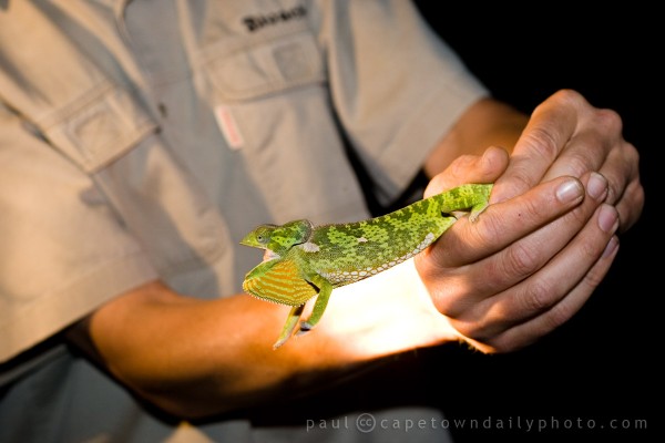 Kruger Chameleon