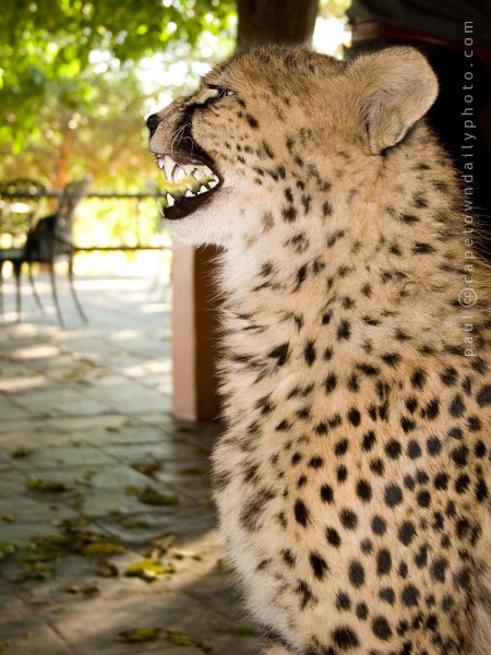 Friendly Cheetah