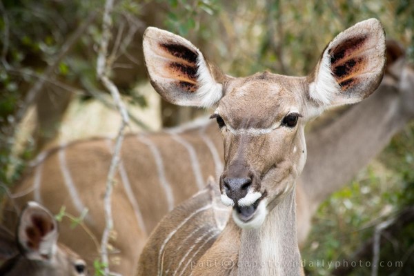 Waterbuck