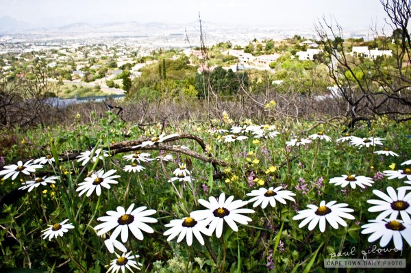 Flowers on the hill