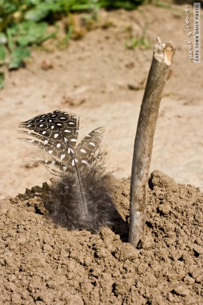 A curious feather and stick
