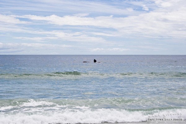 A whale in Camps Bay