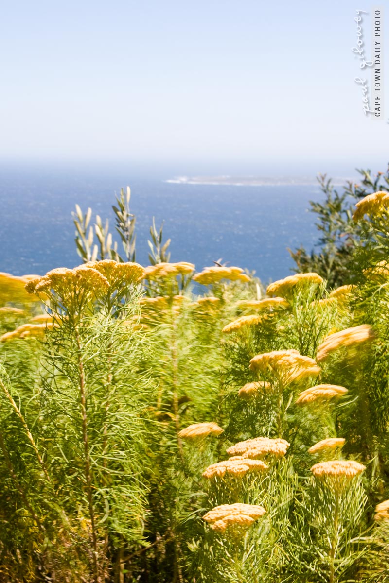 Flowers, sea, island