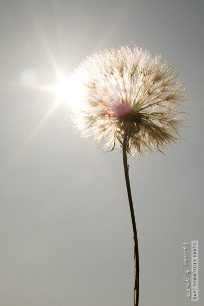 Dandelion-dreaming