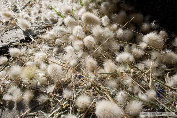 Pretty fluffy white weeds