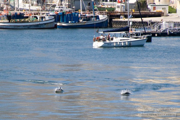 Dolphins swimming at the Waterfront