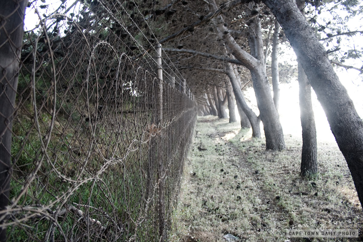 Fences and trees