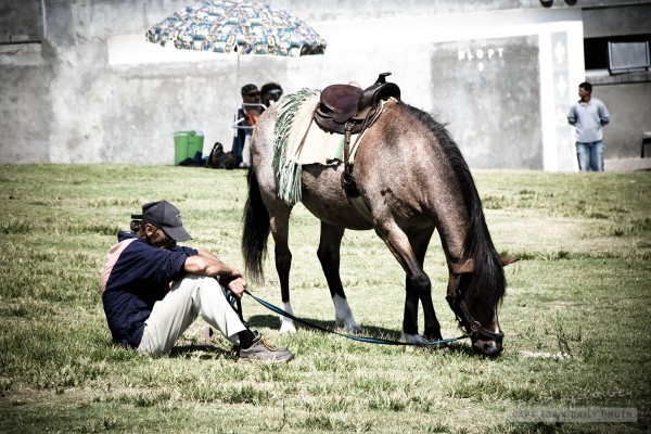 Horses at Eden on the Bay