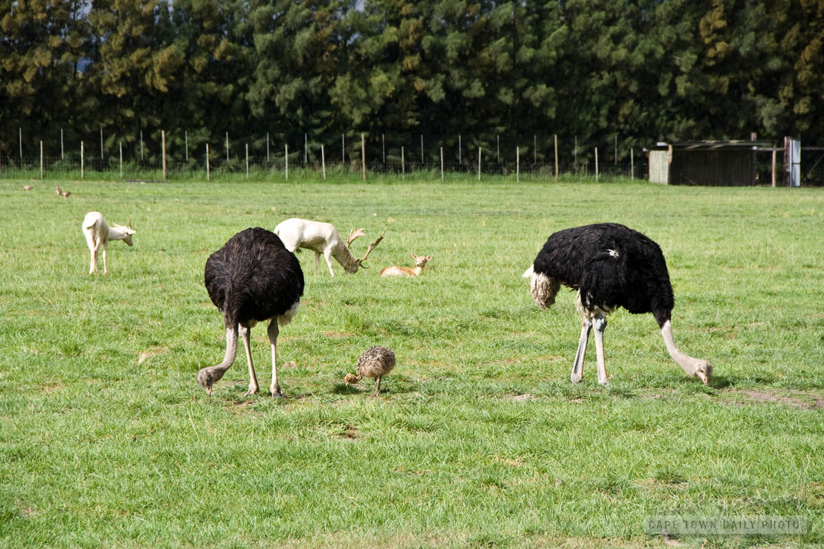 An ostrich family