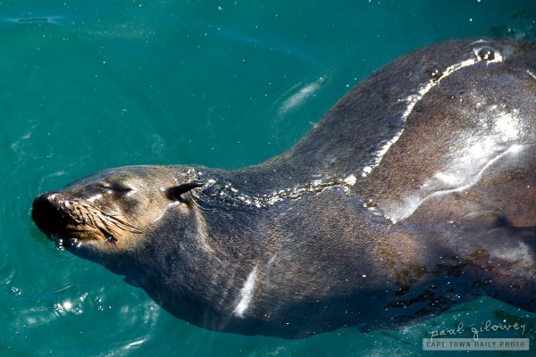 Cape Fur Seal