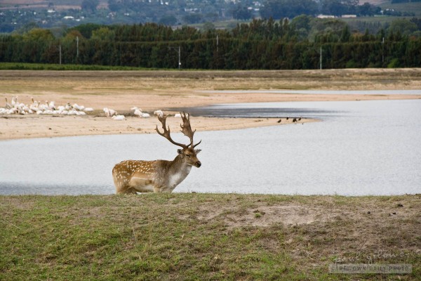 Fallow Deer