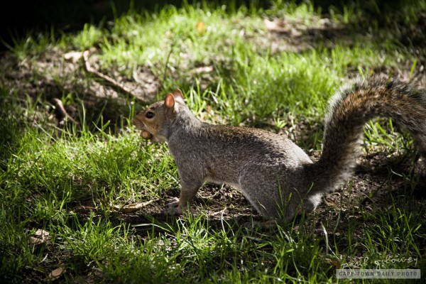 Squirrels on the grass