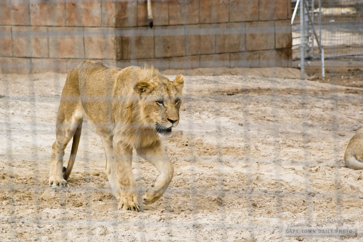 Female White Lion
