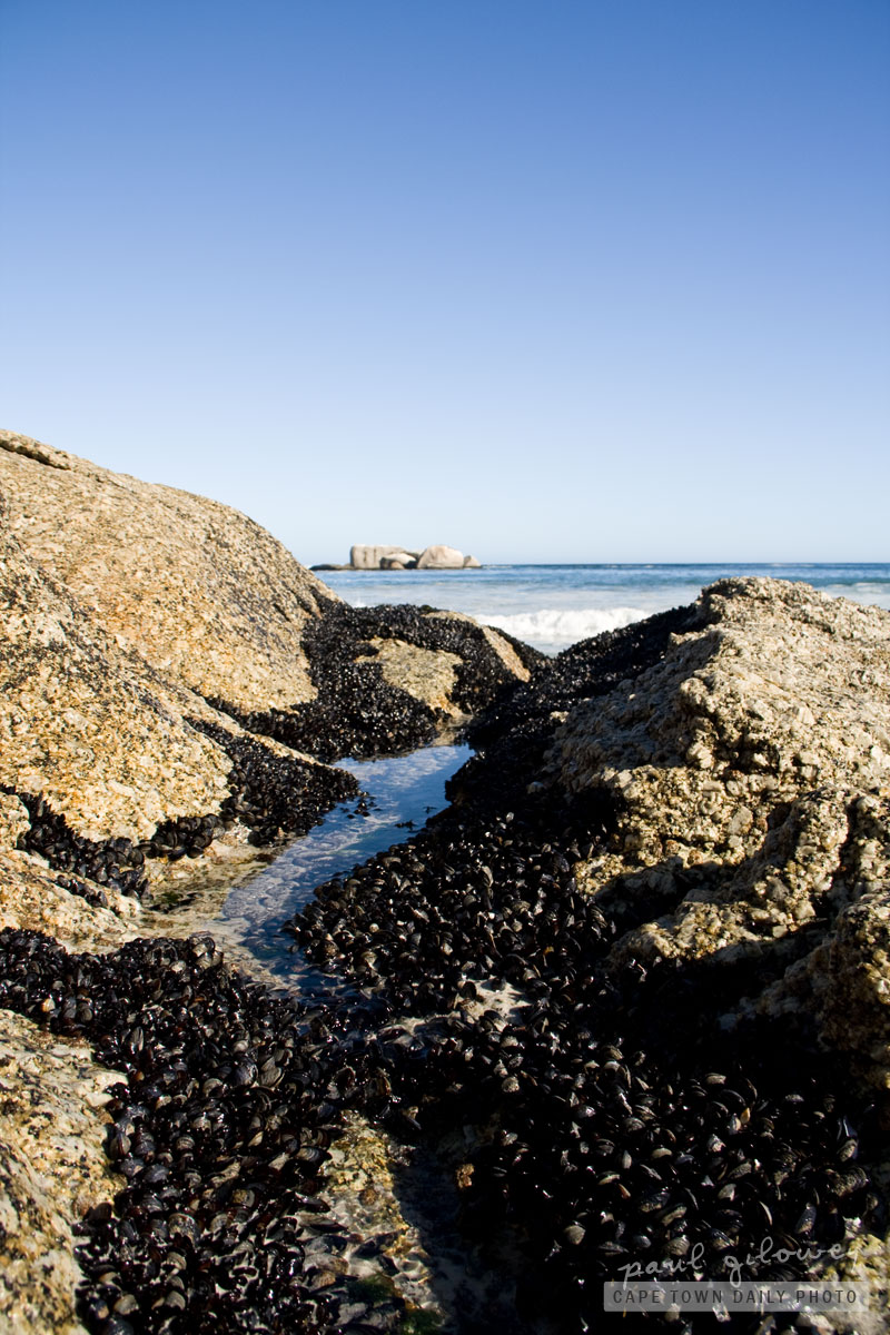Mussels rocks sea
