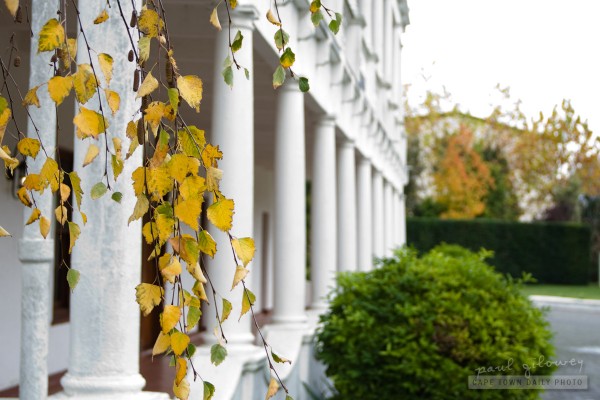 Pillars and leaves
