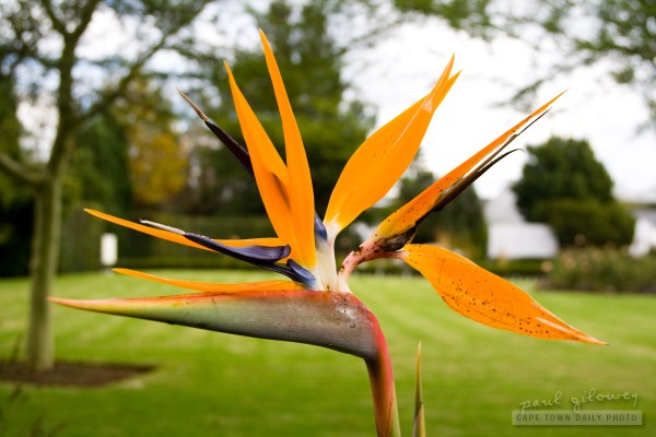 Strelitzia, the bird-flower
