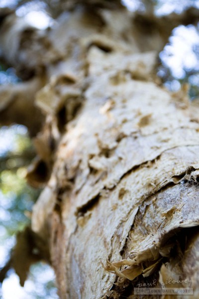 The strangest bark ever