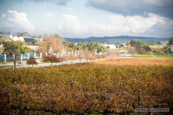 The vineyards are orange