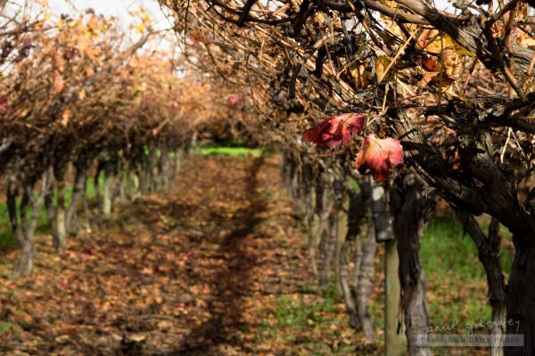 Orange vines, red leaves