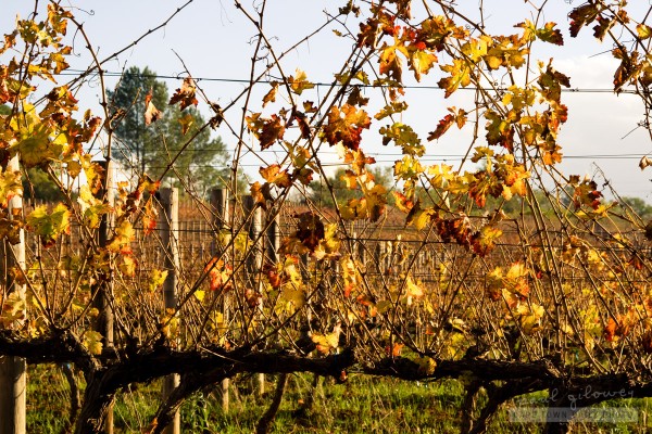 Orange leaves glowing