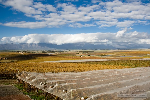 Yellow fields and blue skies