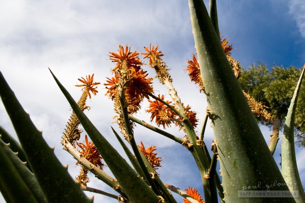 A worn-out aloe