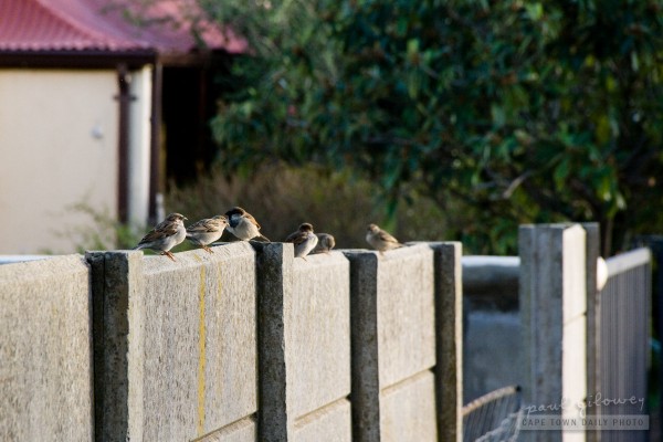 Birds on a wall