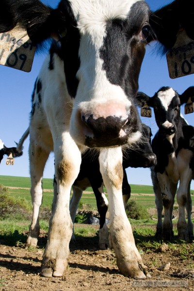 A cow called Charpentier Magot