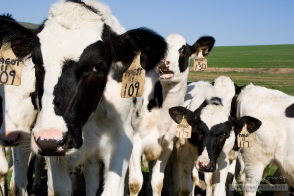 The curious cows of Fair Cape
