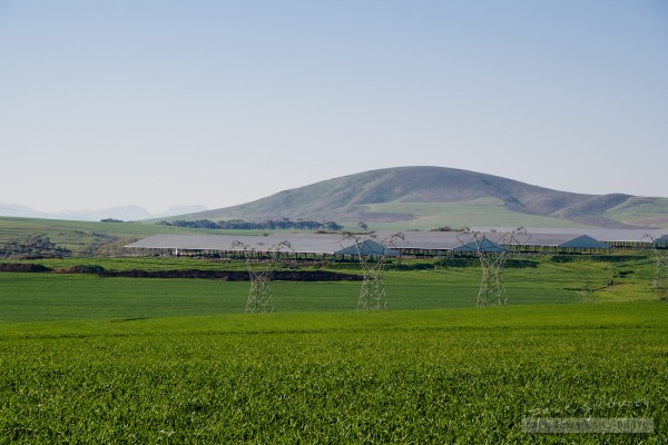 Green fields and power lines