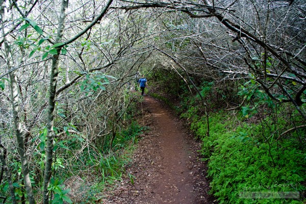 Running in the Majik Forest